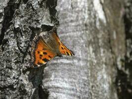das braun Zaunkönig Schmetterling ruht auf das Rinde von ein Baum foto