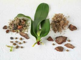 Reanimation von Orchideen. wachsend Wurzeln im Orchideen. foto