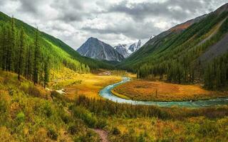 schön Herbst Berg Landschaft mit gebogen breit Berg Fluss. hell alpin Landschaft mit groß Berg Fluss und Lärche Bäume im Gold Herbst Farben im fallen Zeit. altai Berge, Panorama- Aussicht foto