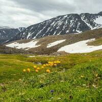 Blühen alpin Wiese. trollblume im Frühling Globusblume im Vorderseite von das Weiß Gletscher. malerisch Berg Sommer- Landschaft mit ein Fluss. Platz Sicht. foto