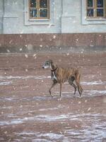 ein Windhund Hund auf ein gehen im Winter. foto