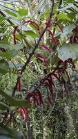 acalypha Hispida Anlage, ebenfalls bekannt wie das Chenille Pflanze oder rot heiß Katze Schwanz. Markieren es ist einzigartig Eigenschaften, eine solche wie das lang, verschwommen, rot Blumen Das ähneln ein flauschige Schwanz. foto