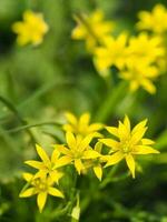 Gelb Blumen auf ein Grün natürlich Hintergrund, Sanft Fokus. foto