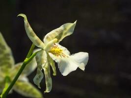 das blühen Selten Orchideen auf schwarz Hintergrund. Zucht von Orchideen foto