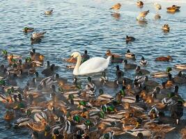 einer Weiß Schwan unter viele Enten auf das Teich. einer unter Fremde ist ein Konzept. foto