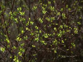 natürlich Grün Hintergrund. Knospen Blühen im das Frühling. foto