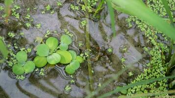 Wasser Grüner Salat wachsend beim das Natur Reis Feld unter das Reis Pflanze. foto