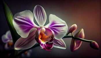 lila Orchidee Blütenblatt im schließen oben natürlich Schönheit generiert durch ai foto