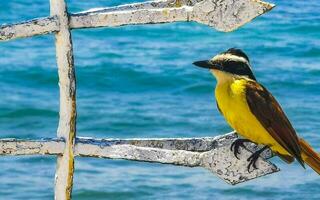 großartig kiskadee Sitzung auf Metall Geländer beim tropisch Karibik Meer. foto