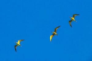 fliegend Möwenl Vögel mit Blau Himmel Hintergrund Wolken im Mexiko. foto
