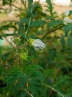 Schnitt Baum Blumen und Früchte kostenlos herunterladen foto