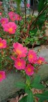 Natur Fotografie - - Rosa Portulaca Blumen foto