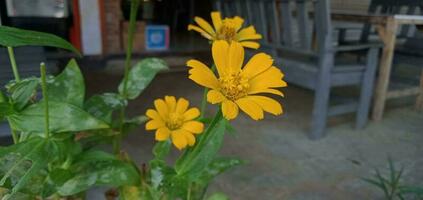 Natur Fotografie - - Gelb wedelia Chinensis Blume foto