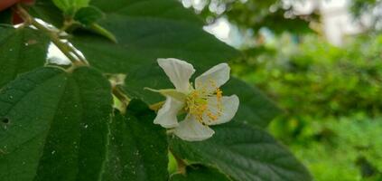 Natur Fotografie - - Kersen, muntingia Baum Blumen foto