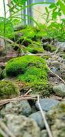 Grün Moos auf Boden und Felsen foto