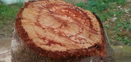 abgeschnitten Kirsche Baum Stengel foto