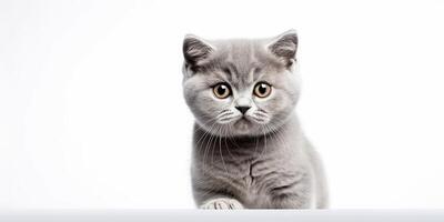 ai generiert. ai generativ. Foto realistisch Illustration von britisch Blau grau Katze Gesicht Tier Haustier. Grafik Kunst Illustration