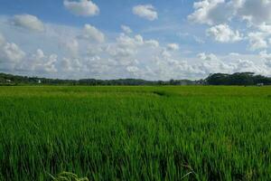 groß Grün Reis Felder foto