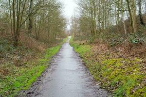 Weg im Wald foto