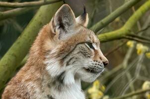 schön jung europäisch Luchs schließen oben foto