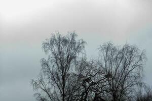 Silhouette von ein Baum im Winter foto