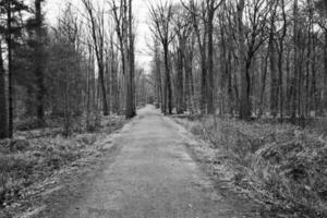 Weg im Wald foto