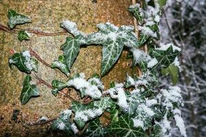 Efeu beim ein Baum Rinde im Winter foto