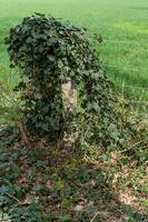 Baum Stumpf mit Efeu foto