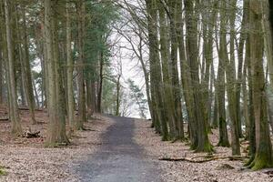 Weg im Wald foto