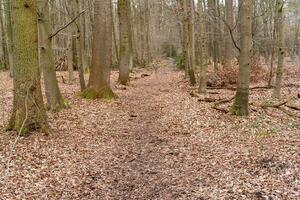 Weg im Wald foto