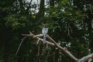 Anhinga oder Schlangenvogel sich niederlassen auf Baum Ast im Costa Rica foto