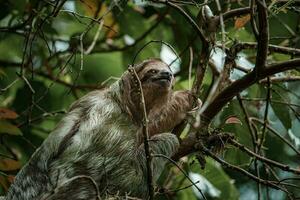 süß Faultier hängend auf Baum Ast. perfekt Porträt von wild Tier im das Regenwald von Costa rica. foto