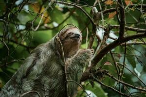 süß Faultier hängend auf Baum Ast. perfekt Porträt von wild Tier im das Regenwald von Costa rica. foto