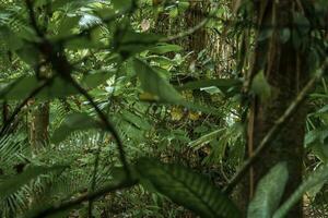 dicht Urwald beim tortuguero National Park im Costa Rica foto