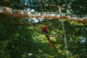 rot Papagei im Grün Vegetation. scharlachrot Ara, ara Macao, im dunkel Grün tropisch Wald foto