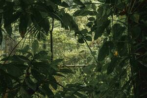 hängend Brücke inmitten Bäume im dicht tropisch Regenwald von Costa Rica foto