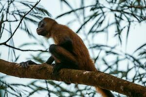 weißköpfig Kapuziner, schwarz Affe Sitzung auf Baum Ast im das dunkel tropisch Wald. foto