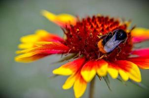 Biene auf gelbem und orangefarbenem Blütenkopf foto