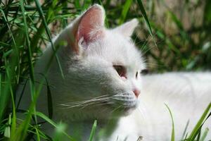 süß Weiß Katze ist entspannend auf Gras, beim Zuhause Garten foto