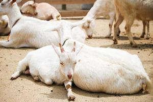 weiße Ziegen im Zoo Park im Sommer foto