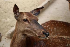 Hirsche im Zoo im Sommer foto