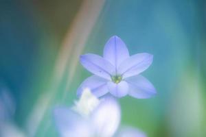 eine unbenannte Blume im Park foto