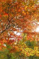 Herbstfarben bei Nagatoro Saitama foto