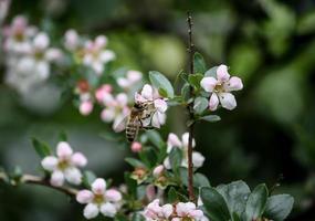 Biene sammelt Nektar foto