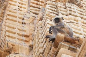 grauer Langur der nördlichen Ebene im Kumhshyam-Tempel, Chittorgarh, Rajasthan, Indien foto