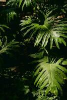 Monstera Grün Blätter Vertikale Foto. dunkel Grün Töne. Philodendron Monstera Texturen. tropisch Blätter. foto