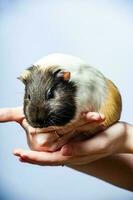 Studio Porträt von ein Guinea Schwein auf Blau Hintergrund foto