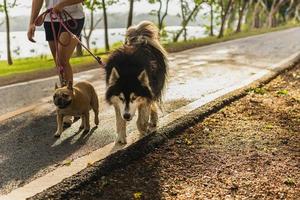 Frau, die im Park mit Siberian Husky und Mops Hund geht foto