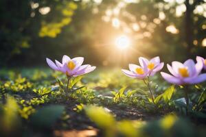 Darstellung von Morgen Ruhm ein schließen oben von ein jung Pflanze im das Sonnenlicht . ai generiert. foto
