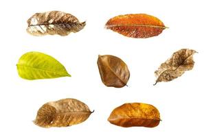 Sammlung von trockenen Blättern foto